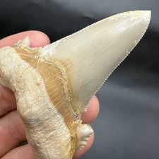 OTODUS SOKOLOVI MEGALODON ANCESTOR SHARK TOOTH - REPAIRED 3.00” MOROCCO picture