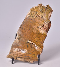 MICROBIAL MAT, STROMATOLITE STRELLEY POOL POLISHED SLICE, AUSTRALIA S170 picture