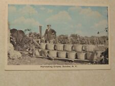 A2003 Postcard NY New York Harvesting Grapes Dundee picture