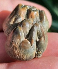 MUSEUM QUALITY BONE VALLEY DUGONG TOOTH FOSSIL FL MARINE MAMMAL MEGALODON PREY picture