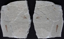 Exocoetoides 145 Flying Fish Both Sides + Small Fish- Cretaceous Fossils Lebanon picture