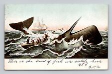 Postcard Sperm Whale Capture Posted 1907 Provincetown MA Cape Cod, Antique F1 picture