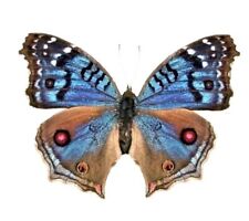 Precis rhadama female ONE REAL BLUE AFRICA UNMOUNTED WINGS CLOSED  picture