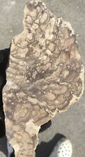 6.4 Oz Stromatolite Fossil Slab Hash Plate Layered Limestone Algae Fluorescent picture