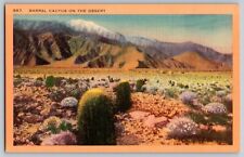 California CA - Barrel  Cactus On the Desert - Vintage Postcard - Unposted picture