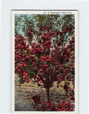 Postcard A Washington Apple Tree picture