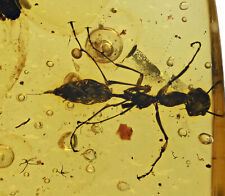 Detailed Extinct Large Ant with stinger, Fossil inclusion in Burmese Amber picture