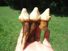 BEAUTIFUL EXTINCT MEGAFAUNA MAMMAL TOOTH FLORIDA FOSSILS ICE AGE JAW BONES FL @ picture