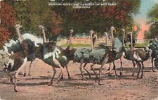 Los Angeles California, Fighting Ostriches Cawston Ostrich Farm Vintage Postcard picture