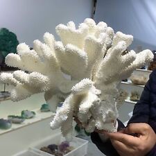 6.42LB  Natural white coral reef Cluster Ocean Mineral Crystal Specimen picture