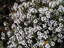 Thymus Vulgaris 1000+ Seeds – Common Thyme – Culinary Herb & Aromatic Plant picture
