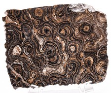 4.1" Orbicular Orbs Stromatolite Slab Natural Algae Fossil Stone Mineral - Peru picture