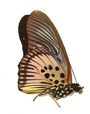 LEPIDOPTERA, NYMPHALIDAE, LIMENITIDINAE, PSEUDACRAEA CLARKII from R.C.A picture