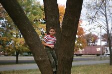 October 1966 Boy Sitting in a Tree Vintage 35mm Slide picture