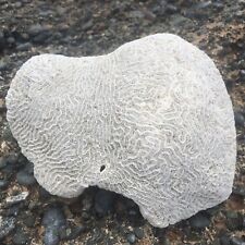 Natural Brain Caribbean WHITE Coral Fossil, Ocean Salt Water, Fish Tank Decor picture