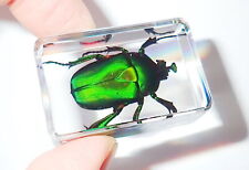 Unicorn Green Rose Chafer Beetle in small Paperweight Education Insect Specimen picture