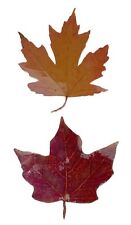 Poor Richard’s Art Wood Cut Maple Leaves Leaf Fridge 2 Magnets  4x4 Magnet picture