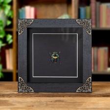 Taxidermy Rainbow Dung Beetle Baroque Style Frame (Phanaeus imperator) picture