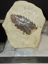 2.5-inch Quercus Species Fossil Leaf On 270 Gram Natural Matrix. picture