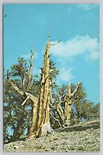 White Mountains California, Ancient Bristlecone Pine Trees, Vintage Postcard picture