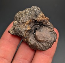Rare Large Ice Age Mammal Inner Ear Bone Real Fossil North Florida Pleistocene  picture