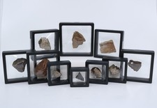 10 Different Genuine Dinosaur Species Fossils T Rex, Stegosaurus, etc. COA 7474 picture