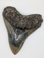 HUGE Megalodon Shark Tooth 5.18'' GREAT Color Pattern No Repairs No Restoration picture