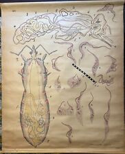 Antique handpainted biological wall chart - mosquito & malaria. France. 52