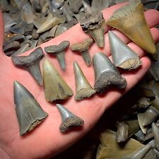 Shark Teeth Lot Of 10 Mako and White Shark (Hastalis) Megalodon Era Fossil Tooth picture