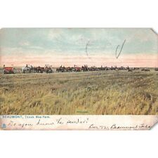Rice Farm Beaumont Texas Raphael Tuck c.1909 Postcard / 2T7-297 picture