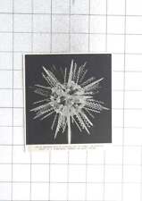 1946 Intricate Model Of A Radiolarian, Glass Herman Muller picture