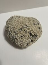 Brain Coral Fossil 1 Lb 2 Oz Nice Size And Color picture