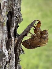 20 Cicada Shells Molds Exoskeleton Transformation Rebirth Immortality Education picture