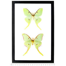 Actias luna + rubromarginata green framed saturn moths USA FRAMED picture