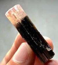 50 Cts Top Quality TRI COLOUR Tourmaline Crystal From Afghanistan picture
