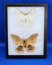 Vtg Riker Specimen Mount Pair of Taxidermy Polyphemus Silk & Luna Moths Framed picture