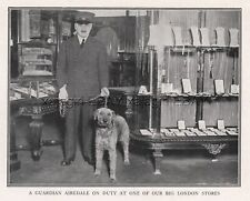 DOG Airedale Terrier Department Store Guard Police Dog, Rare Antique Print picture