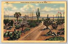 Postcard Cactus Species in Desert - Unposted Linen picture