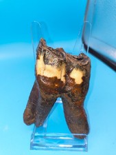 🆒HUGE Authentic Woolly Rhino Tooth Russia Siberia Ice Age 3.98 In. Teeth Jaw 🦏 picture