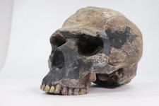 VTG Homo Erectus Peking Man Skull Model Museum Quality Fossil Cast Bone Clones picture
