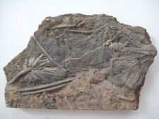 natural biota crinoid fossil Triassic period  prehistoric Jurassic-gift-2 picture