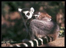 Ring-tailed Lemur- 1993 Cardz San Diego Zoo #62 picture