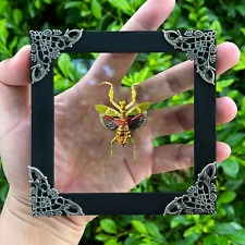 Real Flower Mantis Indoor Gothic Decor Dried Insect Specimens Mounted Shadow Box picture
