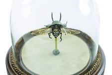 Insect Lab Authentic Lucani Beetle Watch Hybrid Robot Collection picture
