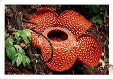 Malaysian Rafflesia Postcard: Cultural Exchange & Well Wishes picture