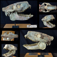 Open Mouth Oreodont Skull, Merycoidodon Fossil, Badlands, South Dakota, O1545 picture