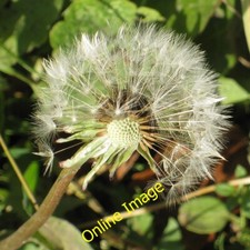 Photo 6x4 Wind-assisted seed dispersal Kirkham/SE7365 Half the seeds hav c2012 picture