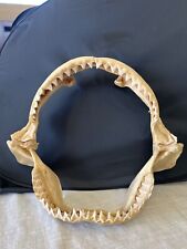 Bull shark jaw picture