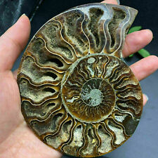 Natural ammonite fossil conch Crystal specimen healing+stand decor 1PC 300g+ picture
