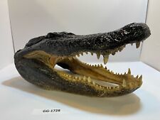 Alligator Head From 10’ Wild Louisiana Gator picture